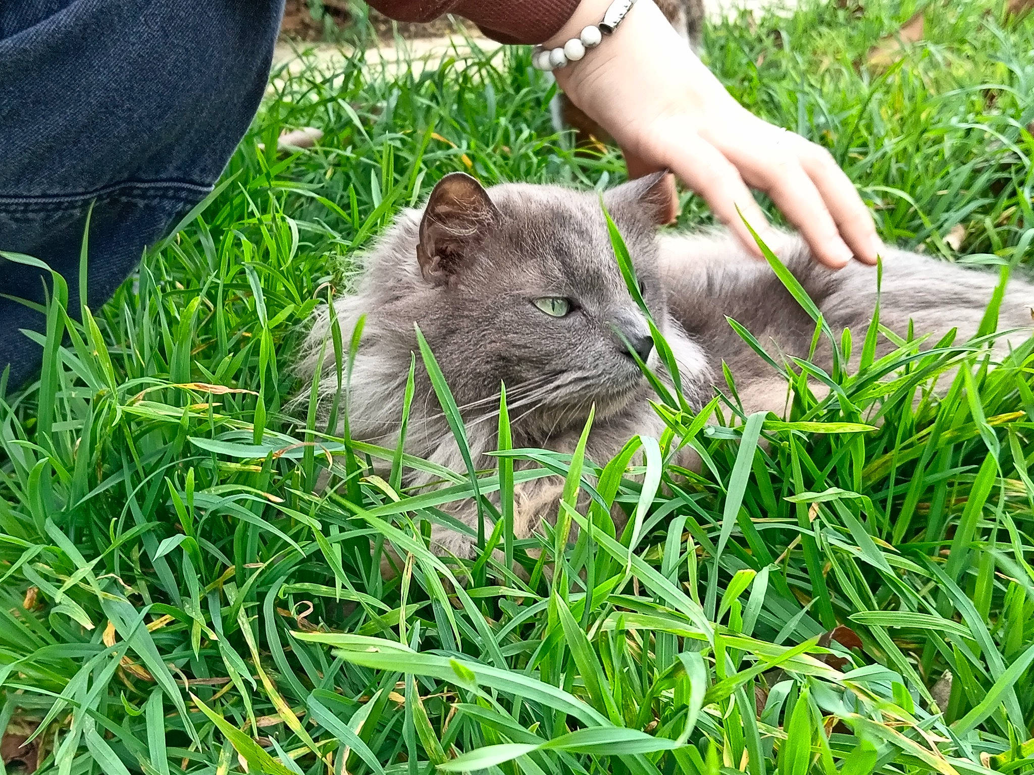 Janette a rejoint le concours — aidez-le/la à gagner de superbes lots ! fawn, felidae, fox_squirrel, fur, grass, grass_family, grassland, groundcover, lawn, marsupial, muroidea, mustelidae, plant, rodent, small_to_medium_sized_cats, snout, terrestrial_animal, whiskers, wildlife, wombat