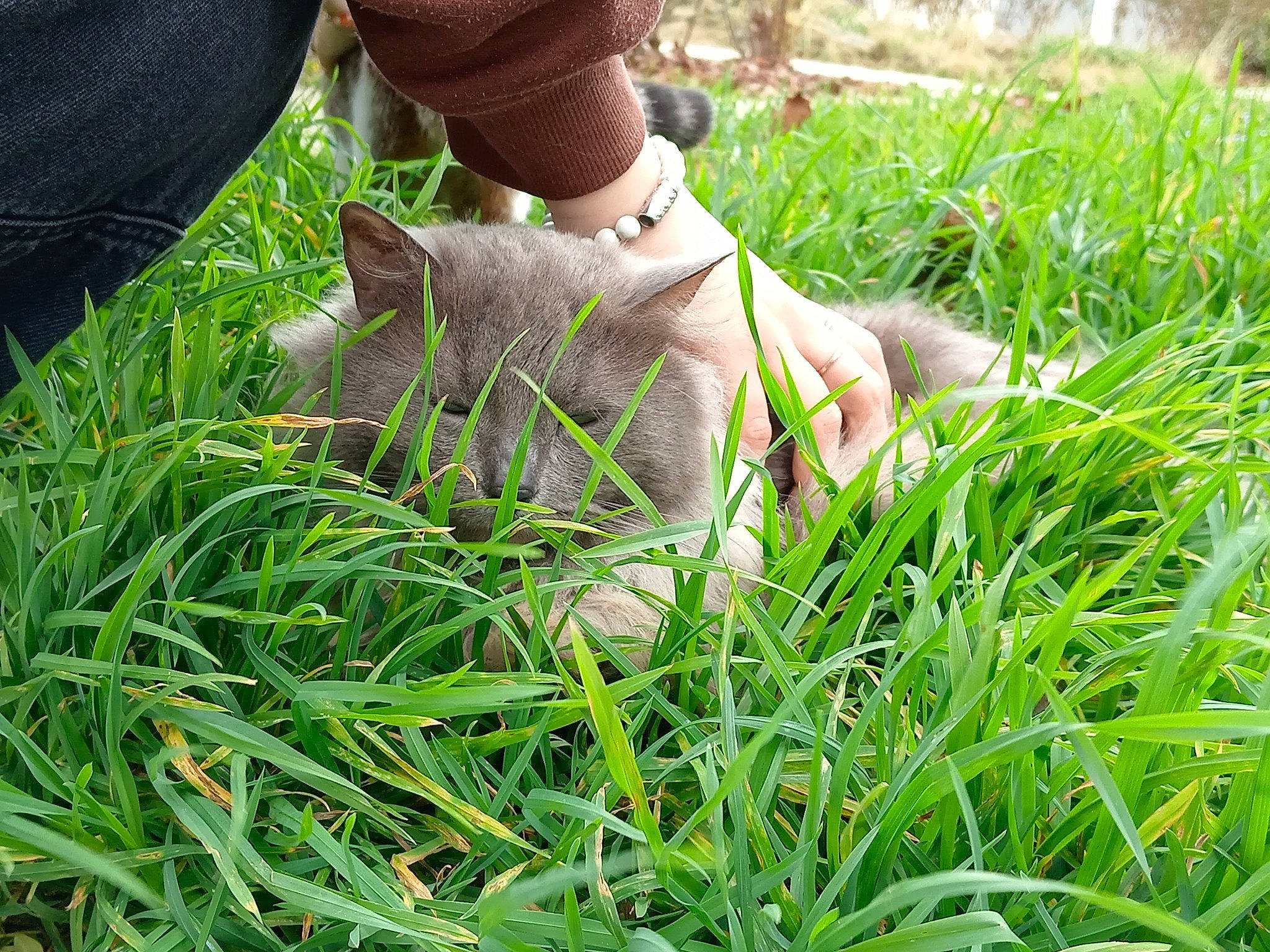 Janette participe au concours pour gagner de l'argent avec cette photo : carnivore, cat, fawn, felidae, foot, grass, grass_family, grassland, groundcover, human_leg, lawn, leaf, meadow, people_in_nature, plant, shoe, small_to_medium_sized_cats, terrestrial_animal, tree, whiskers