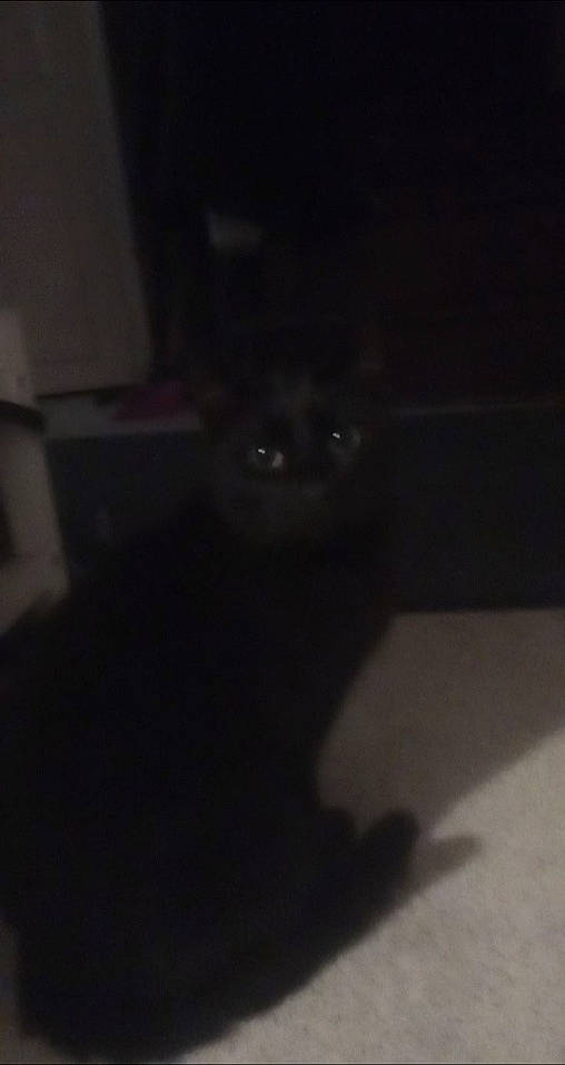 Salem a rejoint le concours — aidez-le/la à gagner de superbes lots ! canidae, cat, darkness, dog_breed, domestic_short_haired_cat, felidae, flooring, fur, hardwood, night, room, shadow, small_to_medium_sized_cats, tail, terrestrial_animal, whiskers, wood