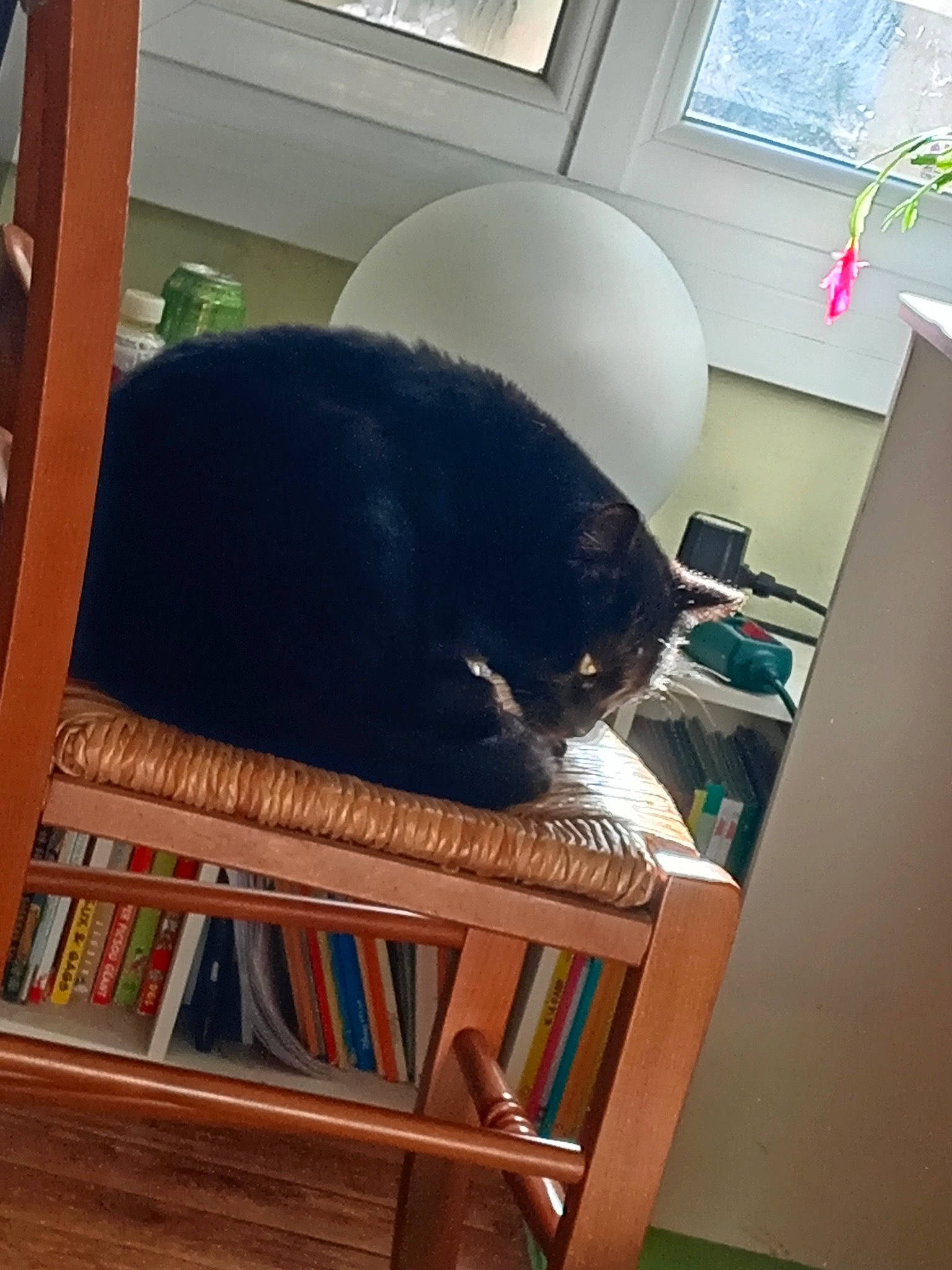 Salem a rejoint le concours — aidez-le/la à gagner de superbes lots ! bookcase, carnivore, cat, comfort, felidae, floor, flooring, fur, hardwood, interior_design, publication, room, shelf, shelving, small_to_medium_sized_cats, tail, whiskers, window, window_blind, wood
