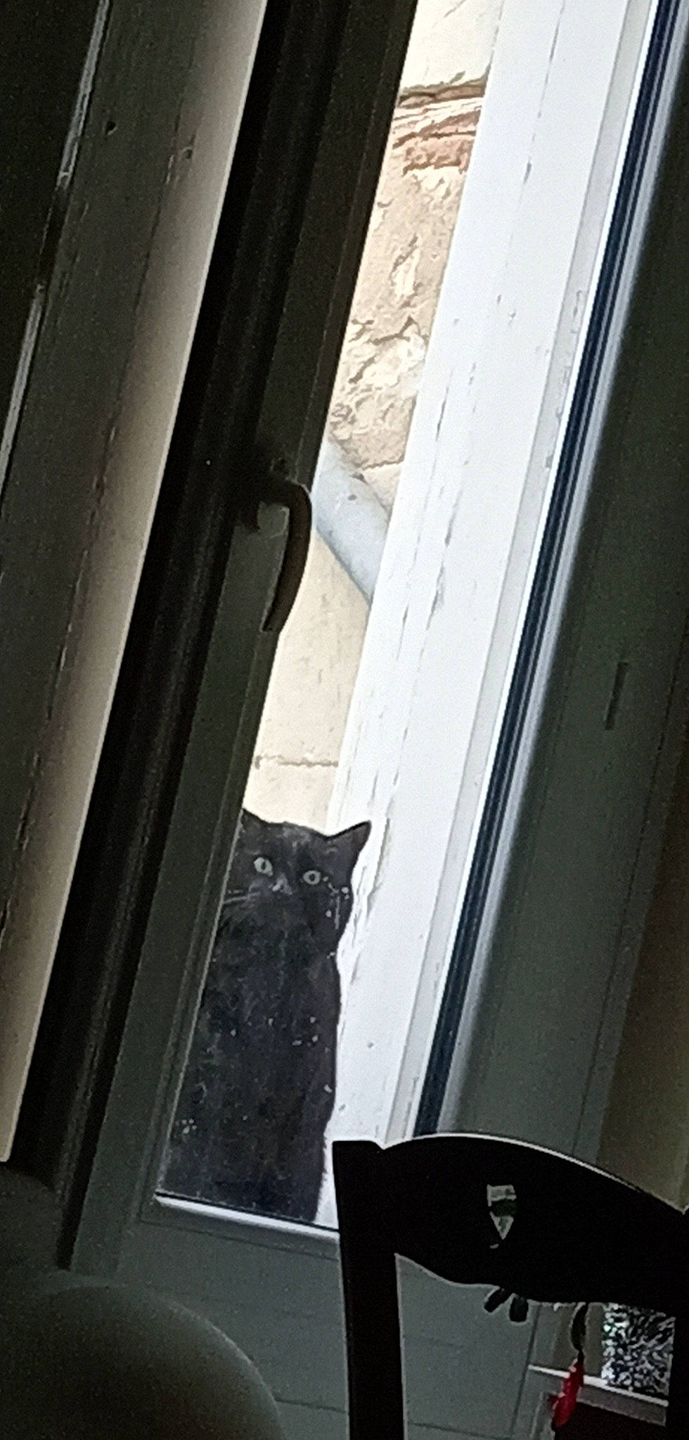 Salem a rejoint le concours — aidez-le/la à gagner de superbes lots ! auto_part, automotive_exterior, carnivore, cat, darkness, daylighting, door, felidae, fixture, glass, monochrome, monochrome_photography, pattern, room, small_to_medium_sized_cats, tints_and_shades, vehicle_door, window, wood