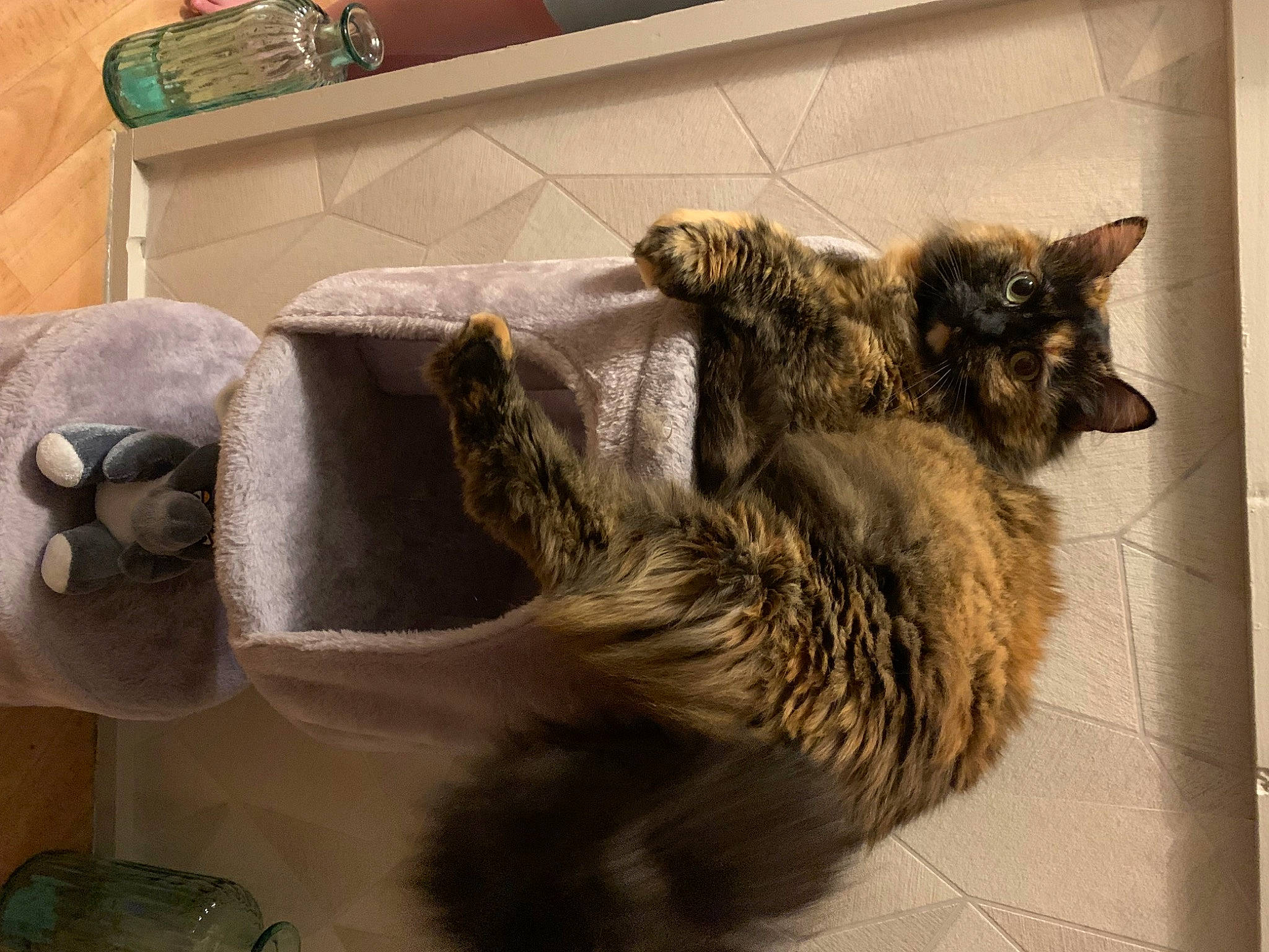 Chouquette a rejoint le concours — aidez-le/la à gagner de superbes lots ! canidae, carnivore, cat, claw, dog_breed, domestic_short_haired_cat, fawn, felidae, flooring, fur, paw, small_to_medium_sized_cats, snout, tail, tourist_attraction, whiskers