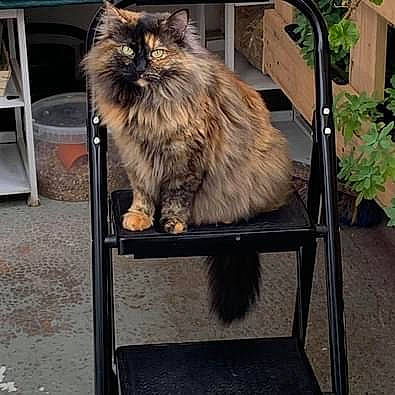 Chouquette a rejoint le concours — aidez-le/la à gagner de superbes lots ! british_longhair, carnivore, cat, felidae, fur, maine_coon, metal, persian, plant, ragdoll, small_to_medium_sized_cats, snout, tail, terrestrial_animal, whiskers, wood