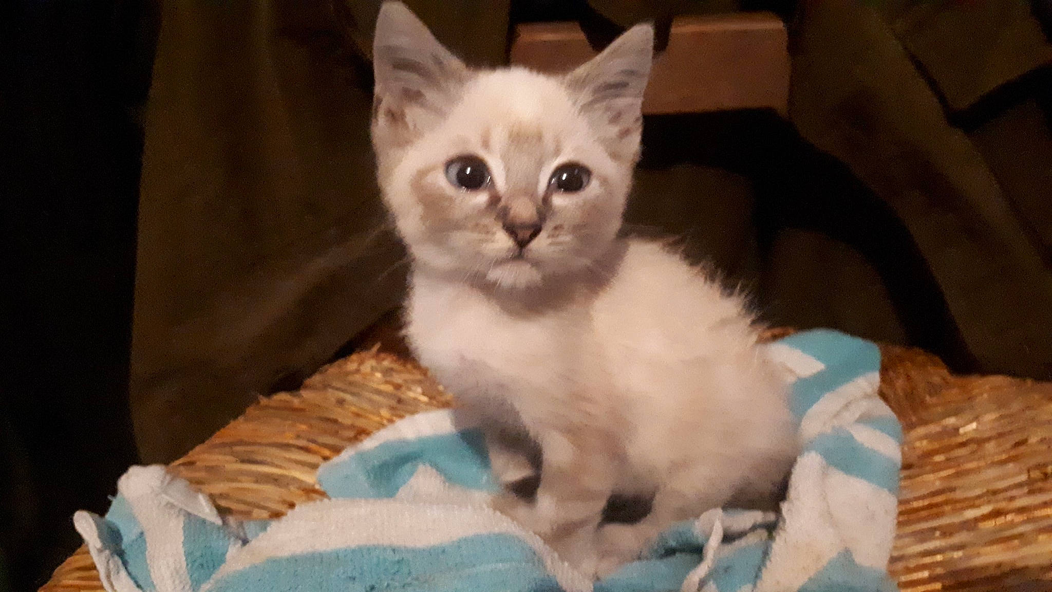 Gucci participe au concours pour gagner de l'argent avec cette photo : asian, balinese, burmilla, carnivore, cat, colorpoint_shorthair, domestic_short_haired_cat, felidae, german_rex, javanese, kitten, mammal, ojos_azules, ragdoll, small_to_medium_sized_cats, thai, tonkinese, turkish_angora, vertebrate, whiskers