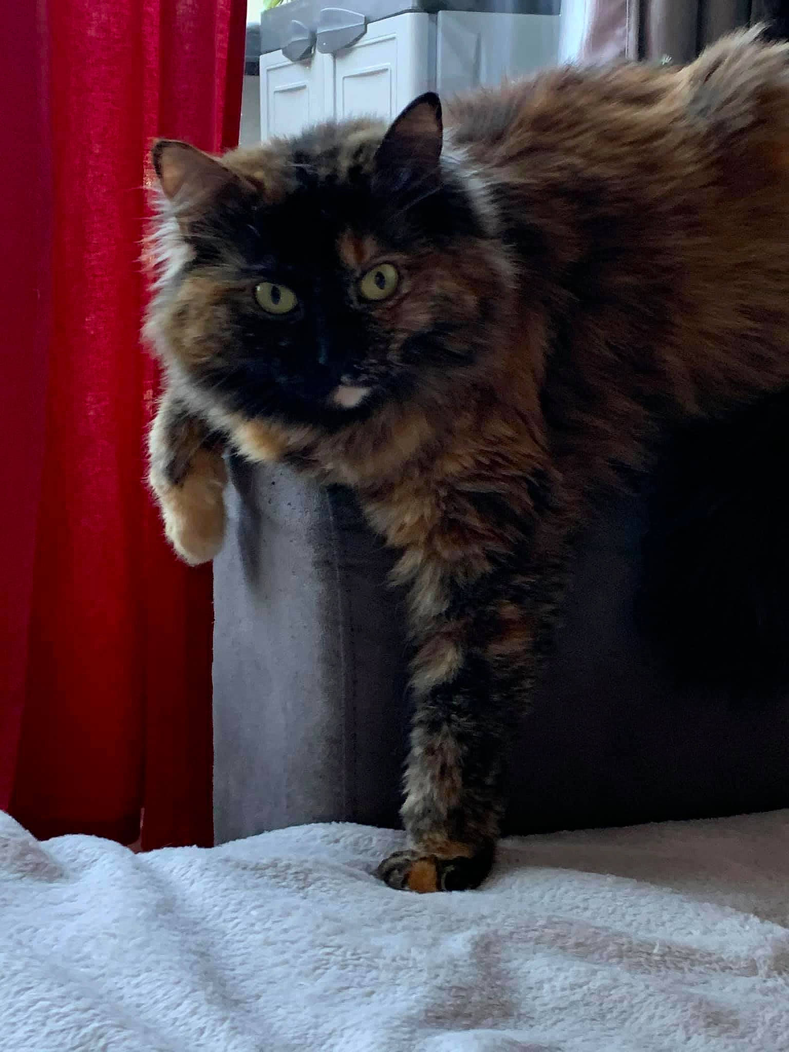 Bountie a rejoint le concours — aidez-le/la à gagner de superbes lots ! british_longhair, carnivore, cat, claw, comfort, curtain, fawn, felidae, fur, maine_coon, paw, small_to_medium_sized_cats, snout, tail, terrestrial_animal, whiskers