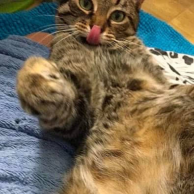 Bountie participe au concours pour gagner de l'argent avec cette photo : carnivore, cat, claw, comfort, domestic_short_haired_cat, felidae, fur, military_camouflage, paw, small_to_medium_sized_cats, snout, tail, terrestrial_animal, whiskers, wildlife