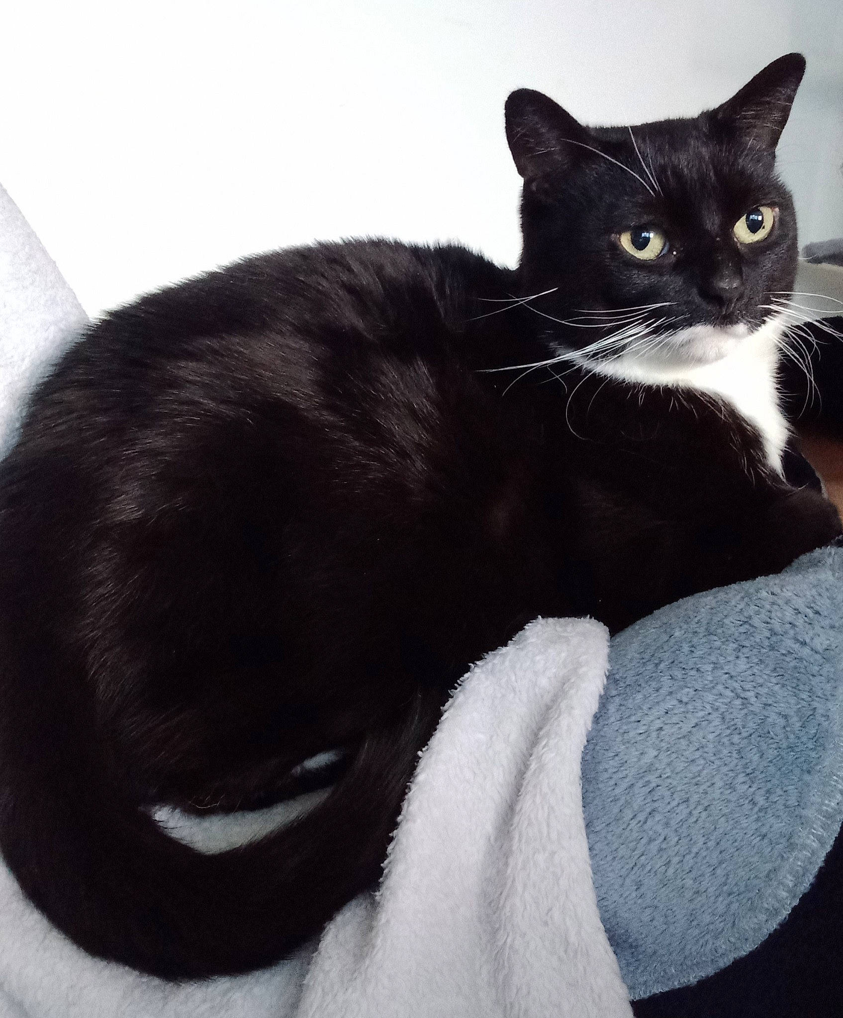 Mouimouine a rejoint le concours — aidez-le/la à gagner de superbes lots ! black_cat, carnivore, cat, claw, comfort, domestic_short_haired_cat, eye, felidae, foot, fur, head, paw, sitting, small_to_medium_sized_cats, snout, tail, terrestrial_animal, whiskers