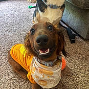 Oscar is registered to the contest to win money with this photo: dog, dachshund, orange_shirt, bandana, carpet, indoor, pet, smiling, happy, brown_dog, collar, furniture, basket, couch, toy, closeup, two_dogs, floor, cute, animal