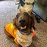 dog, dachshund, orange_shirt, bandana, carpet, indoor, pet, smiling, happy, brown_dog, collar, furniture, basket, couch, toy, closeup, two_dogs, floor, cute, animal