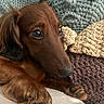 Oscar joined the competition — help win amazing prizes! dog, dachshund, close_up, pet, brown_fur, resting, knitted_blanket, crochet, plush_toy, cozy, indoor, cute, animal, soft_texture, portrait, paw, snout, relaxed, companion, furry