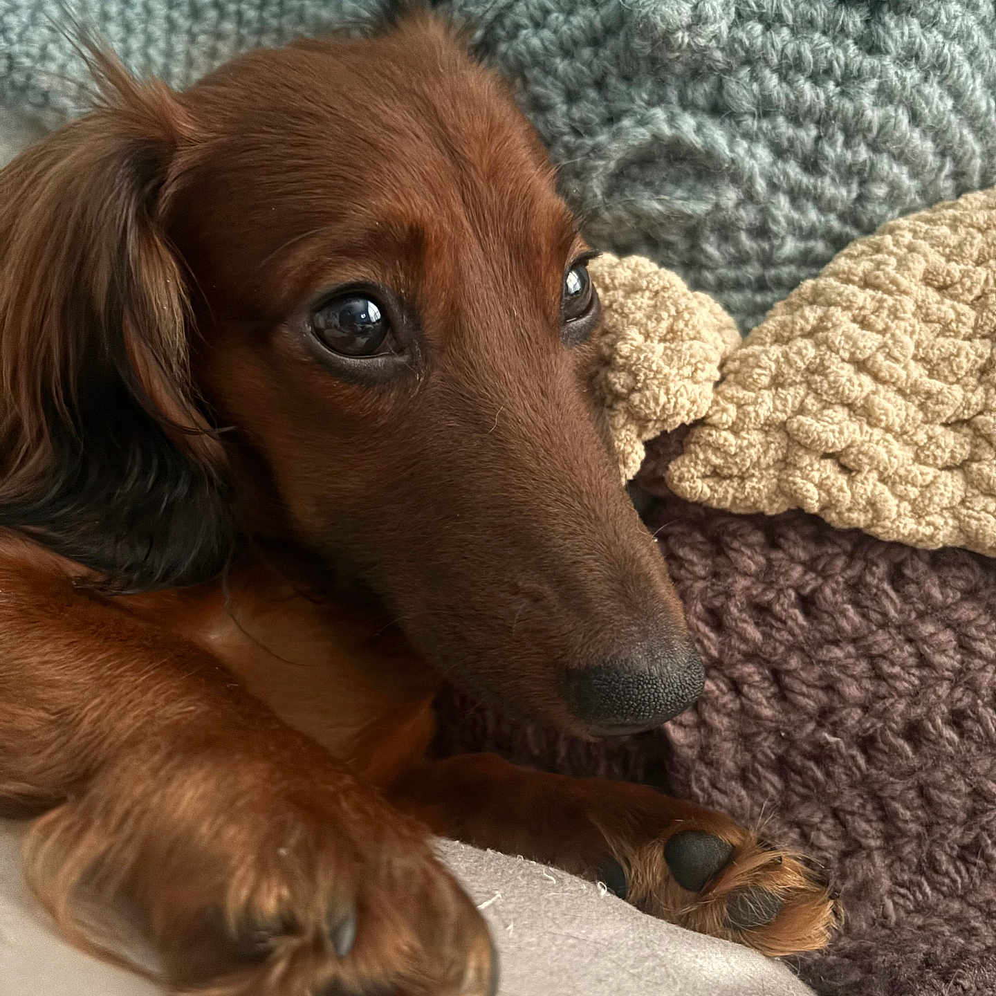 Oscar joined the competition — help win amazing prizes! dog, dachshund, close_up, pet, brown_fur, resting, knitted_blanket, crochet, plush_toy, cozy, indoor, cute, animal, soft_texture, portrait, paw, snout, relaxed, companion, furry
