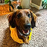 Oscar joined the competition — help win amazing prizes! dog, dachshund, pet, yellow_jacket, carpet, indoor, plant, happy, smiling, brown, fur, animal, cute, closeup, collar, eyes, nose, ears, home, floor