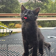 Tiny joined the competition — help win amazing prizes! kitten, cat, black_cat, animal, pet, tongue_out, standing, fluffy, whiskers, ears, eyes, fur, outdoor, patio, table, metal_table, nature, trees, mountain, portrait