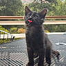 kitten, cat, black_cat, animal, pet, tongue_out, standing, fluffy, whiskers, ears, eyes, fur, outdoor, patio, table, metal_table, nature, trees, mountain, portrait