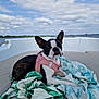 Astone a rejoint le concours — aidez-le/la à gagner de superbes lots ! animal, blanket, boat, boston_terrier, canine, clouds, daytime, dog, harness, leaves_pattern, nature, outdoor, pet, relaxing, resting, seat, sky, summer, travel, water