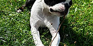 Astone participe au concours pour gagner de l'argent avec cette photo : animal, black_and_white, canine, chewing, daylight, dog, ears, fur, grass, greenery, house, nature, outdoor, pet, playful, relaxed, snout, stick, summer, sunlight