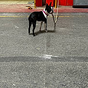 Astone a rejoint le concours — aidez-le/la à gagner de superbes lots ! animal, background, black_and_white, boston_terrier, concrete_floor, curious, dog, equipment, floor, indoors, industrial, leash, person, pet, red_wall, rope, standing, warehouse, workshop, yellow_rail