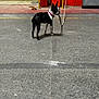 animal, background, black_and_white, boston_terrier, concrete_floor, curious, dog, equipment, floor, indoors, industrial, leash, person, pet, red_wall, rope, standing, warehouse, workshop, yellow_rail
