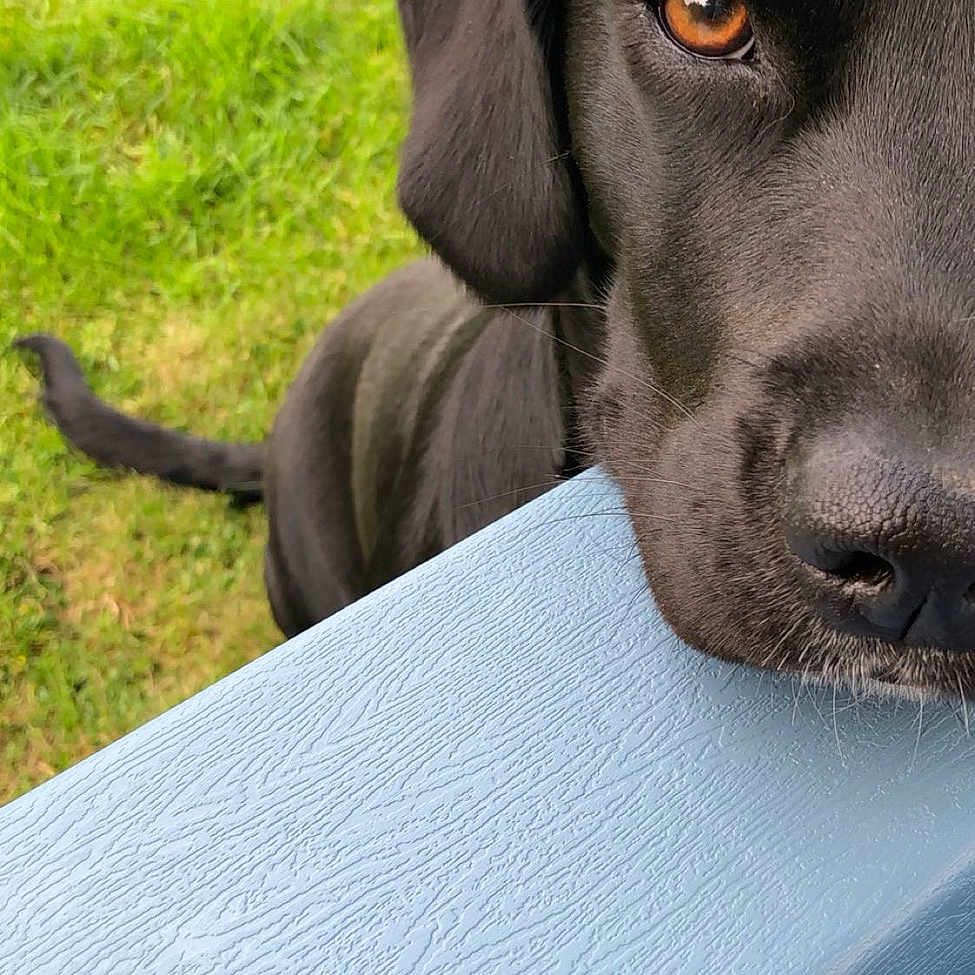 Olie a rejoint le concours — aidez-le/la à gagner de superbes lots ! animal, black_dog, blue_surface, calm, close_up, curious, daylight, dog, eye, fur, grass, muzzle, nature, nose, outdoor, pet, portrait, resting, snout, texture
