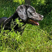 Olie a rejoint le concours — aidez-le/la à gagner de superbes lots ! dog, black_dog, panting, grass, meadow, wild_plants, greenery, sunlight, outdoor, nature, trees, blue_sky, animal, canine, leafy, summer, happy, tongue_out, fur, daylight
