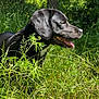 animal, black_dog, blue_sky, canine, daylight, dog, fur, grass, greenery, happy, leafy, meadow, nature, outdoor, panting, summer, sunlight, tongue_out, trees, wild_plants