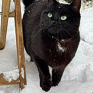 Popy participe au concours pour gagner de l'argent avec cette photo : animal, black_cat, close_up, cold, curious, daylight, domestic_cat, fur, green_eyes, mammal, nature, outdoor, pet, snow, snowflakes, tail, walking, whiskers, winter, wooden_chair
