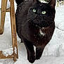 animal, black_cat, close_up, cold, curious, daylight, domestic_cat, fur, green_eyes, mammal, nature, outdoor, pet, snow, snowflakes, tail, walking, whiskers, winter, wooden_chair