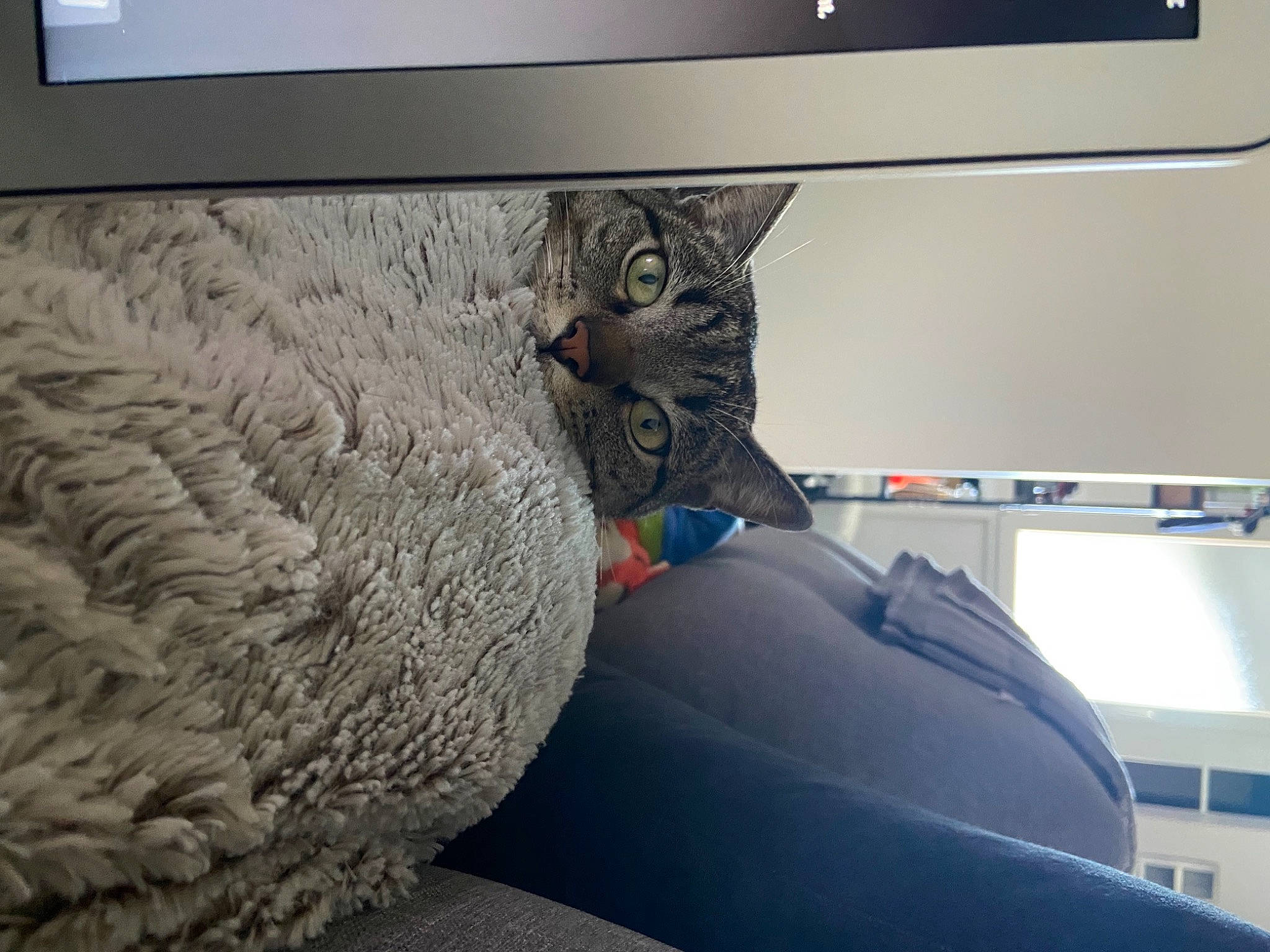 Omalley participe au concours pour gagner de l'argent avec cette photo : art, automotive_tire, carnivore, cat, comfort, computer, computer_monitor_accessory, desktop_computer, display_device, felidae, flat_panel_display, grey, output_device, personal_computer, shelf, shelving, small_to_medium_sized_cats, television_set, whiskers, wood