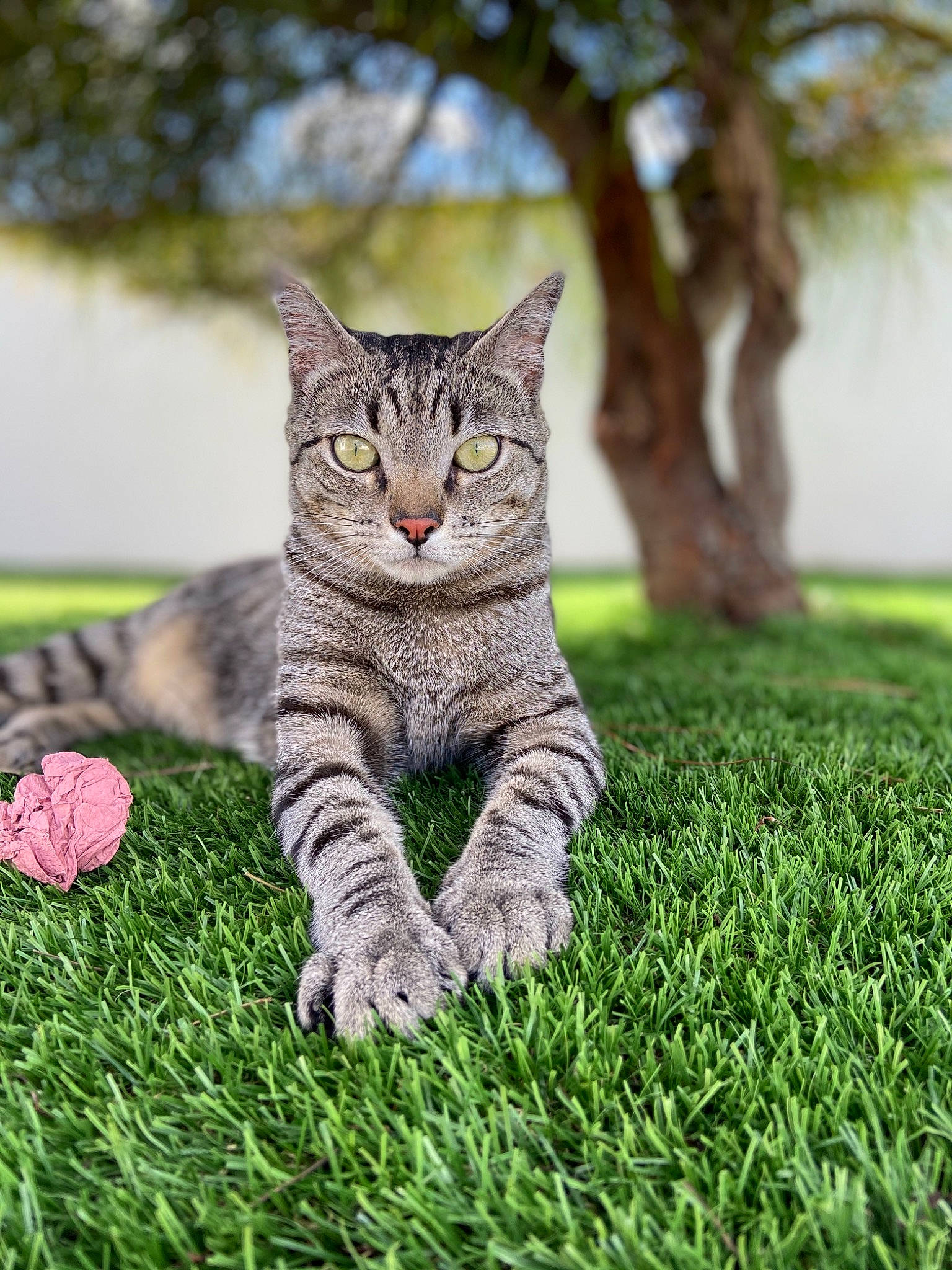 Omalley participe au concours pour gagner de l'argent avec cette photo : carnivore, cat, domestic_short_haired_cat, eye, fawn, felidae, fur, grass, groundcover, lawn, paw, people_in_nature, plant, sitting, small_to_medium_sized_cats, snout, tail, terrestrial_animal, tree, whiskers