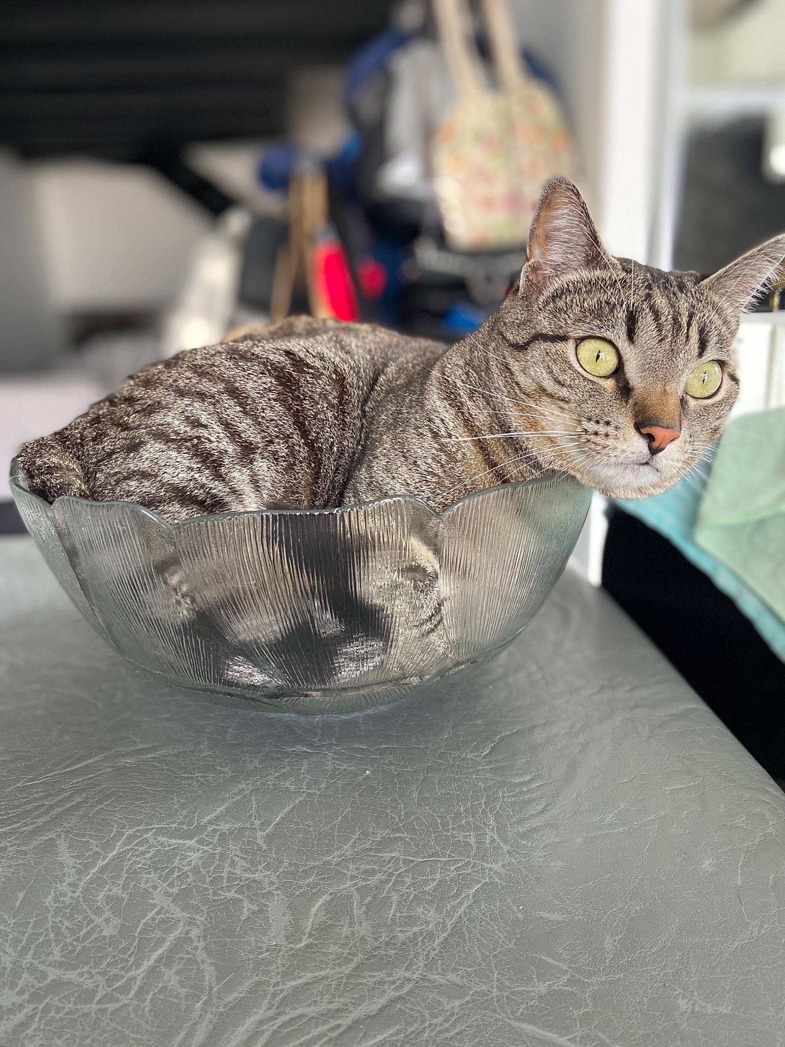 Omalley participe au concours pour gagner de l'argent avec cette photo : art, carnivore, cat, claw, creative_arts, domestic_short_haired_cat, felidae, fur, grey, small_to_medium_sized_cats, snout, terrestrial_animal, whiskers