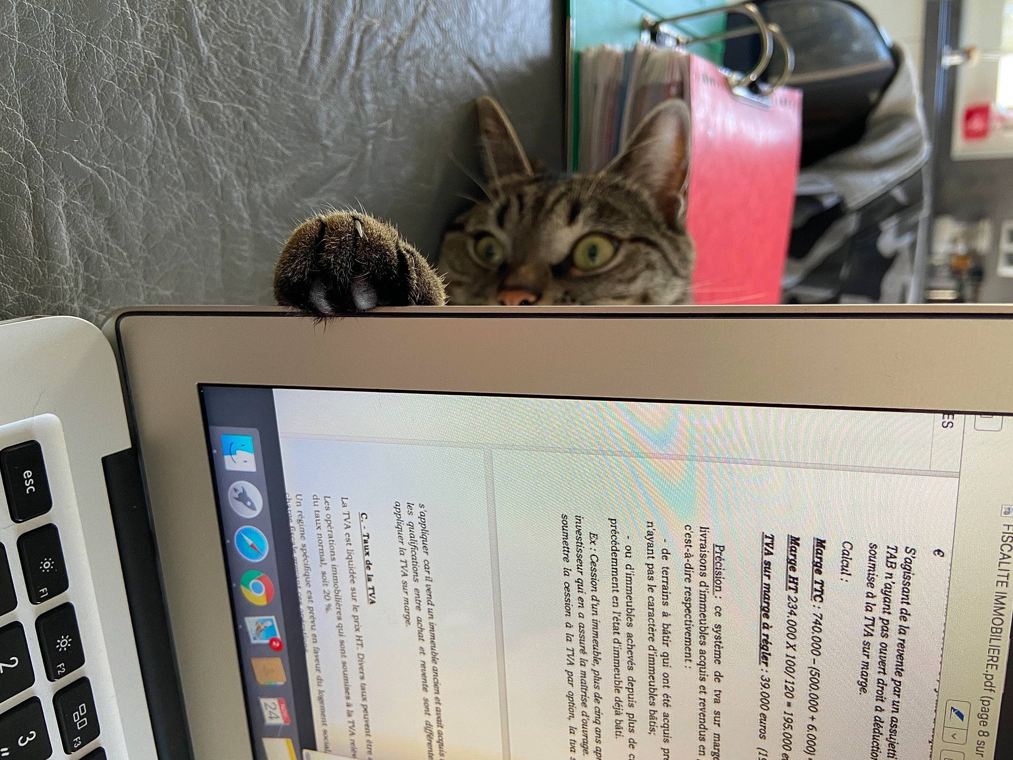 Omalley a rejoint le concours — aidez-le/la à gagner de superbes lots ! carnivore, cat, communication_device, computer, computer_hardware, display_device, domestic_short_haired_cat, electronic_device, felidae, font, gadget, laptop, multimedia, office_equipment, output_device, peripheral, personal_computer, portable_communications_device, small_to_medium_sized_cats, whiskers