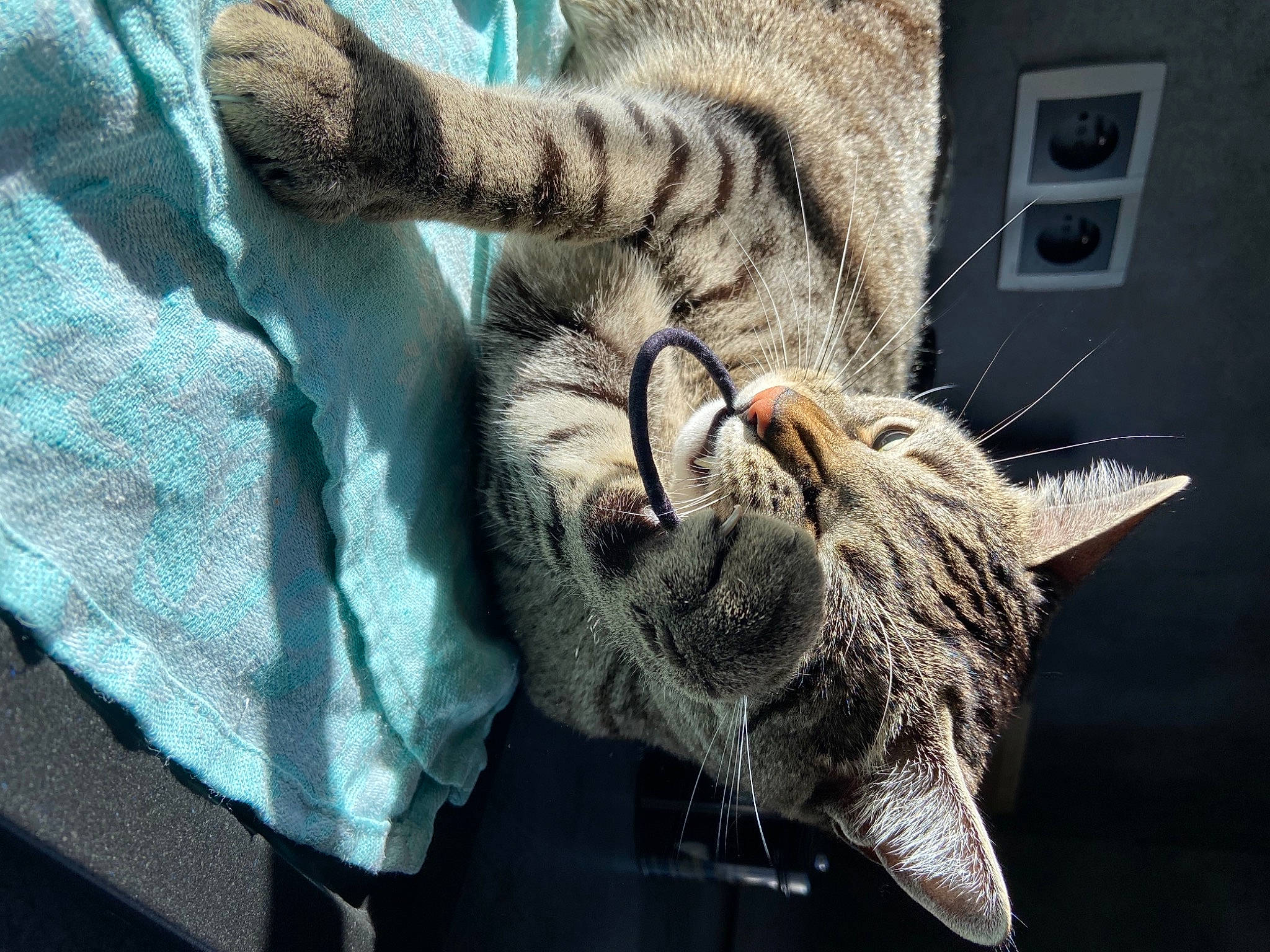 Omalley participe au concours pour gagner de l'argent avec cette photo : carnivore, cat, claw, comfort, domestic_short_haired_cat, felidae, fur, grey, linens, nap, paw, sleep, small_to_medium_sized_cats, snout, tail, terrestrial_animal, whiskers, wildlife