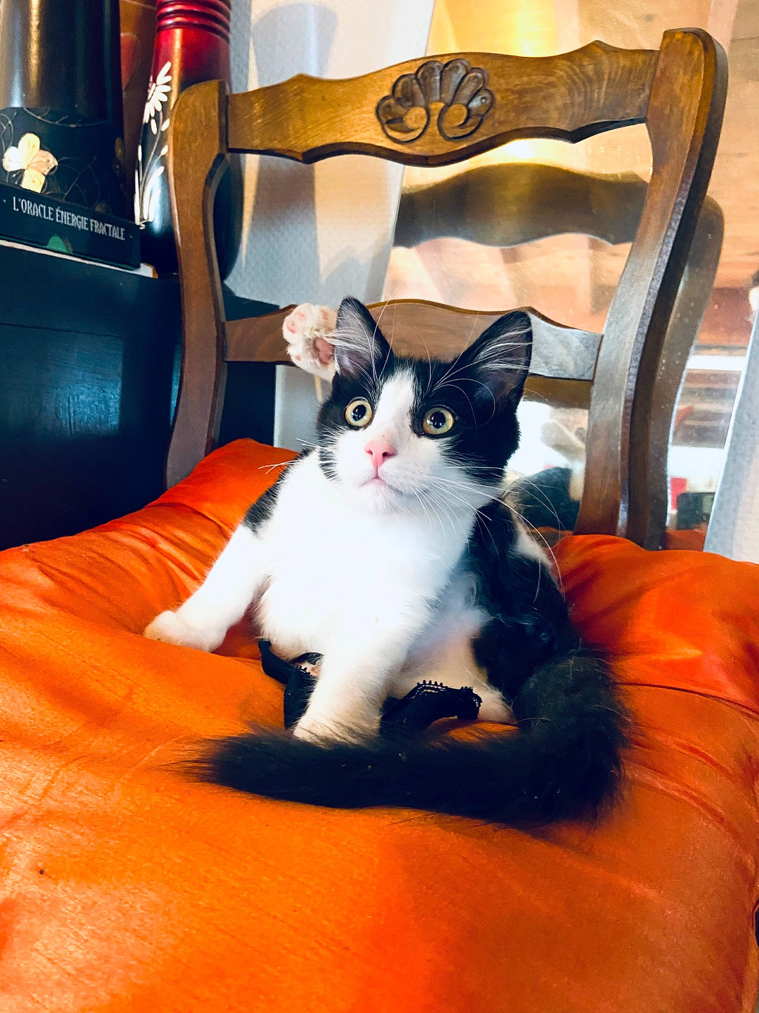 Kenzi a rejoint le concours — aidez-le/la à gagner de superbes lots ! carnivore, cat, cat_supply, chair, comfort, domestic_short_haired_cat, felidae, flooring, fur, lamp, linens, orange, picture_frame, room, sitting, small_to_medium_sized_cats, tail, whiskers, window, wood