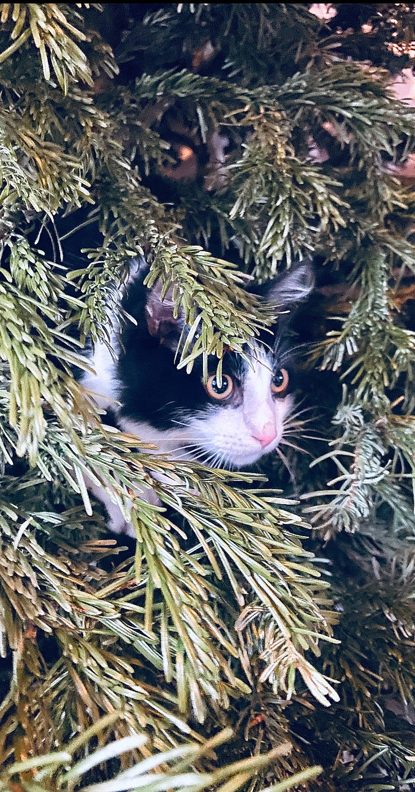 Kenzi a rejoint le concours — aidez-le/la à gagner de superbes lots ! botany, branch, carnivore, christmas_decoration, christmas_ornament, close_up, conifer, evergreen, fur, grass, holiday, larch, leaf, natural_material, ornament, plant, terrestrial_plant, twig, whiskers, woody_plant
