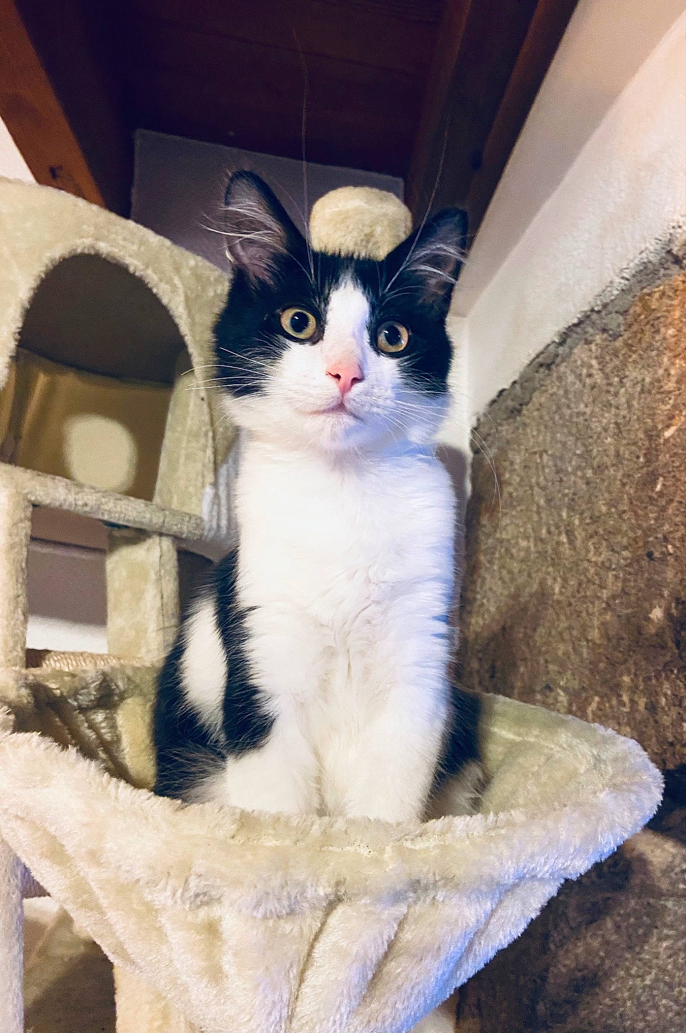 Kenzi a rejoint le concours — aidez-le/la à gagner de superbes lots ! basket, box, carnivore, cat, cat_furniture, cat_supply, domestic_short_haired_cat, felidae, fur, paw, pet_supply, plant, sitting, small_to_medium_sized_cats, snout, tail, whiskers, wicker, window, wood