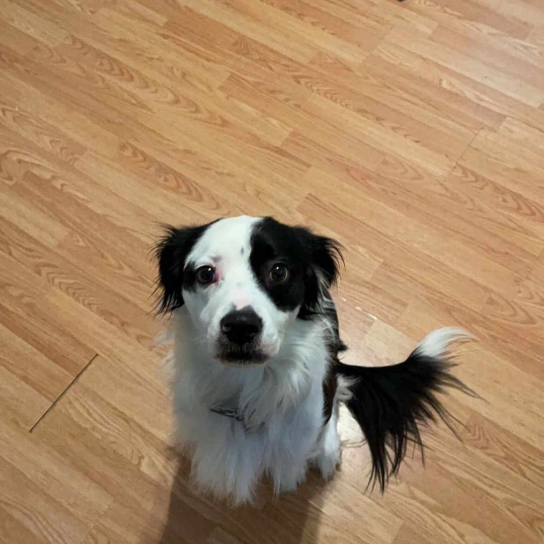 Apollo joined the competition — help win amazing prizes! animal, ball, canine, clothing, cockerspaniel, dog, eskimodog, footwear, hardwood, hound, indoors, interiordesign, pants, papillon, pet, puppy, shoe, stainedwood, tile, wood