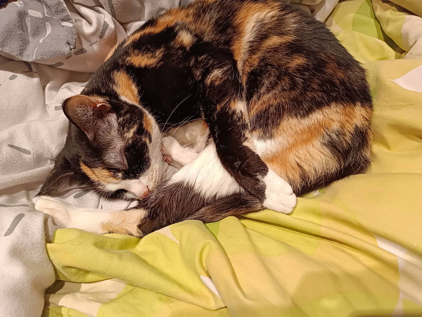 Minette a rejoint le concours — aidez-le/la à gagner de superbes lots ! canidae, carnivore, cat, cat_bed, cat_supply, claw, comfort, domestic_short_haired_cat, duvet, fawn, felidae, fur, linens, nap, paw, small_to_medium_sized_cats, snout, tail, terrestrial_animal, whiskers