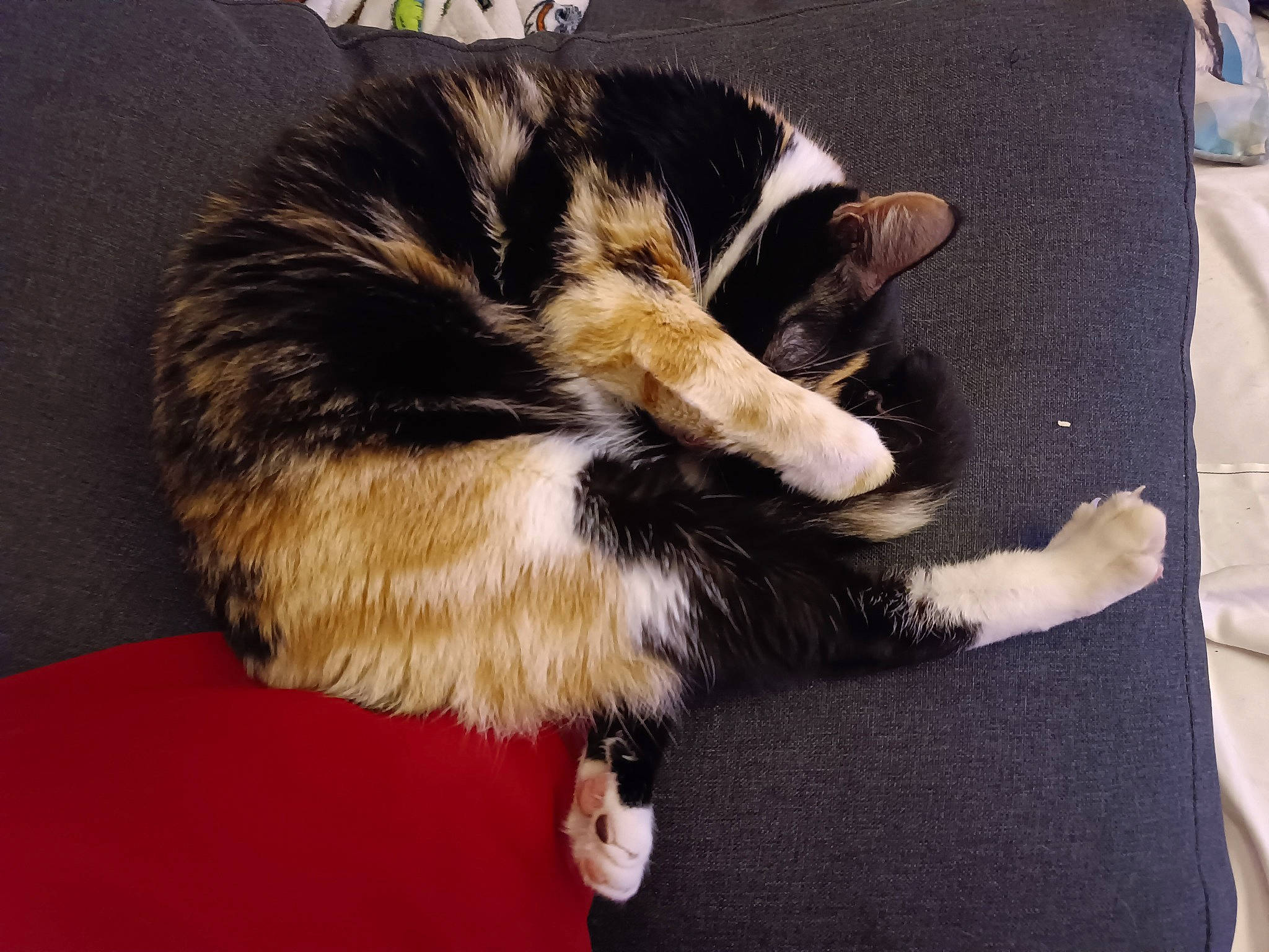 Minette a rejoint le concours — aidez-le/la à gagner de superbes lots ! canidae, carnivore, cat, claw, comfort, companion_dog, dog_breed, domestic_short_haired_cat, felidae, flooring, fur, human_leg, lap, natural_material, paw, small_to_medium_sized_cats, snout, sporting_group, tail, whiskers