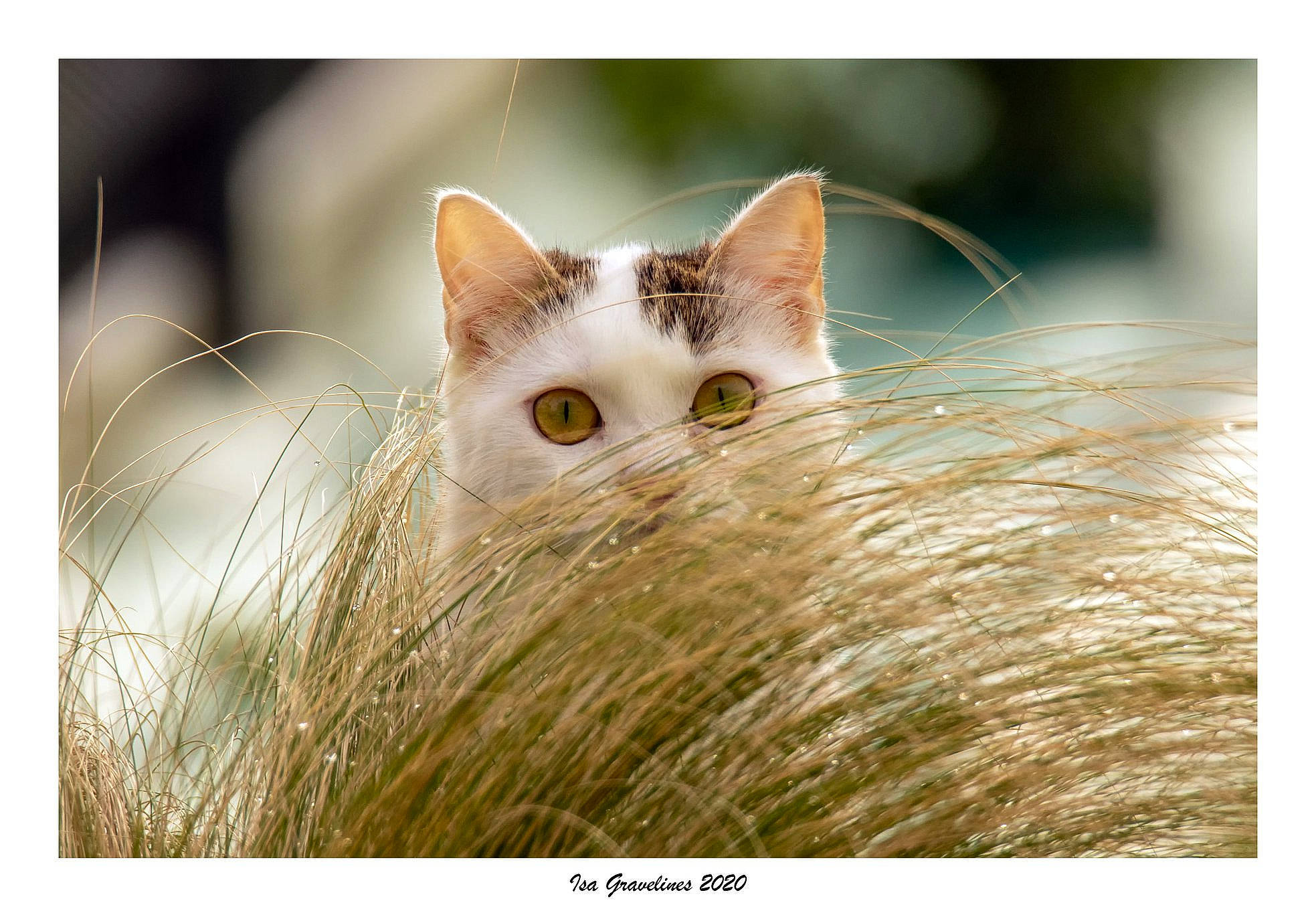 Perle a rejoint le concours — aidez-le/la à gagner de superbes lots ! carnivore, cat, close_up, domestic_short_haired_cat, ear, eye, fawn, felidae, fur, kitten, ojos_azules, photography, ragdoll, small_to_medium_sized_cats, snout, turkish_angora, turkish_van, whiskers