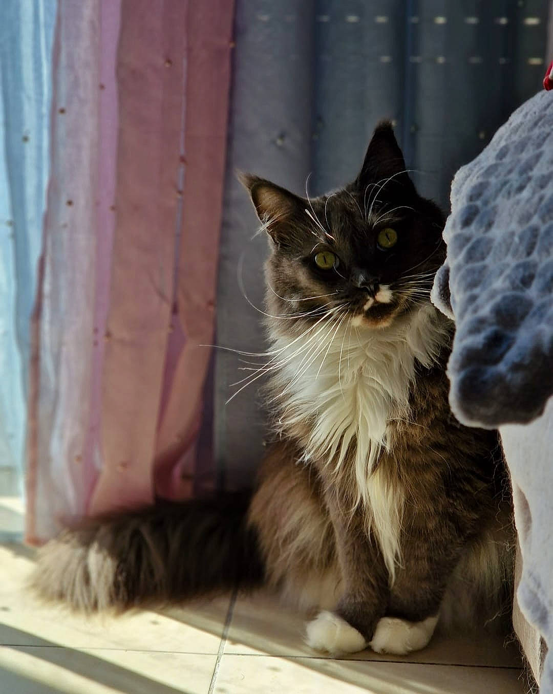 Lizzie participe au concours pour gagner de l'argent avec cette photo : british_longhair, carnivore, cat, claw, curtain, domestic_short_haired_cat, felidae, flooring, fur, grey, maine_coon, paw, sitting, small_to_medium_sized_cats, snout, tail, terrestrial_animal, whiskers, window, wood