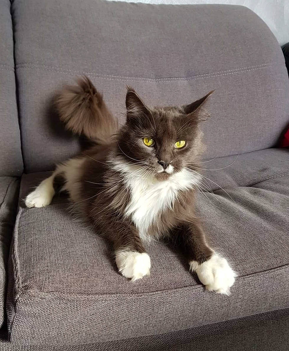 Lizzie a rejoint le concours — aidez-le/la à gagner de superbes lots ! british_longhair, carnivore, cat, cat_supply, claw, comfort, couch, domestic_short_haired_cat, eye, felidae, flooring, fur, grey, hardwood, paw, sitting, small_to_medium_sized_cats, tail, terrestrial_animal, whiskers