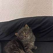Moon is registered to the contest to win money with this photo: black_couch, blue_eyes, cat, cozy, curious, cute, domestic_cat, feline, fluffy, fur, head_tilt, indoor, kitten, pet, sitting, small_animal, texture, wall, whiskers, young_animal