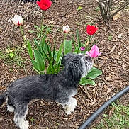 Little Bear is registered to the contest to win money with this photo: dog, tulip, flower, garden, plants, grass, mulch, outdoor, pet, black_and_white, curious, nature, spring, fence, greenery, small_dog, canine, bush, stem, leaf