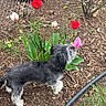 dog, tulip, flower, garden, plants, grass, mulch, outdoor, pet, black_and_white, curious, nature, spring, fence, greenery, small_dog, canine, bush, stem, leaf