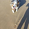 Tess participe au concours pour gagner de l'argent avec cette photo : animal, australian_shepherd, beach, canine, closeup, daytime, dog, happy, heterochromia, nature, outdoor, paw_prints, pet, playful, sand, shadow, summer, sunlight, tongue_out, walking