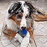 Tess a rejoint le concours — aidez-le/la à gagner de superbes lots ! animal, ball, black, brown, cute, dog, domestic_animal, ears, fur, indoor, laying, muzzle, paw, pet, playing, portrait, resting, tiled_floor, toy, white