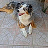 animal, australian_shepherd, blue_eyes, brown_eyes, canine, dog, domestic, door, ears, fur, glass, happy, indoor, long_hair, lying_down, pet, relaxed, snout, tile_floor, tongue_out