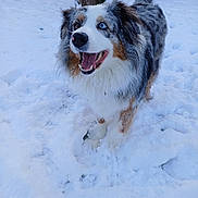 Tess a rejoint le concours — aidez-le/la à gagner de superbes lots ! dog, australian_shepherd, snow, outdoor, winter, happy, animal, pet, fur, blue_eye, brown_eye, heterochromia, snowflakes, canine, nature, tree, excited, tongue_out, playful, cold