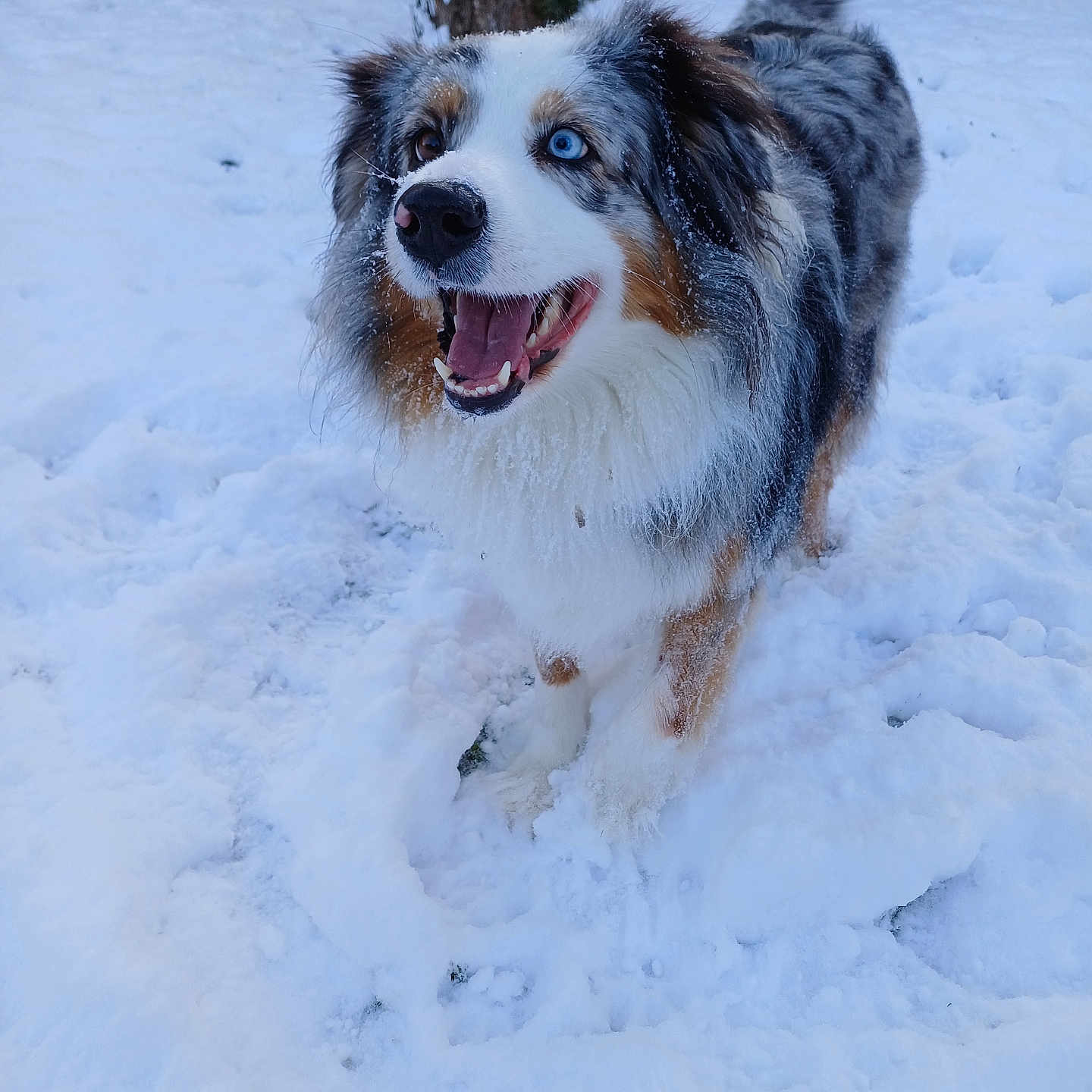 Tess a rejoint le concours — aidez-le/la à gagner de superbes lots ! dog, australian_shepherd, snow, outdoor, winter, happy, animal, pet, fur, blue_eye, brown_eye, heterochromia, snowflakes, canine, nature, tree, excited, tongue_out, playful, cold