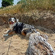 Tess a rejoint le concours — aidez-le/la à gagner de superbes lots ! animal, australian_shepherd, beach, canine, dog, fur, grass, happy, leash, log, nature, outdoor, pet, relaxing, sand, sky, smiling, summer, sunny, tree